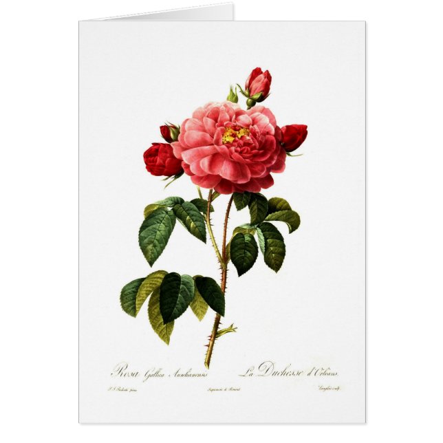 Rosa gallicaaurelianensis hälsningskort (Framsidan)