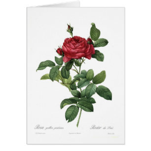 Rosa gallicapontiana hälsningskort