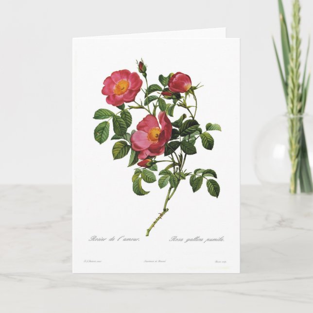 Rosa gallicapumila kort (Framsida)