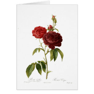 Rosa gallicapurpuro hälsningskort