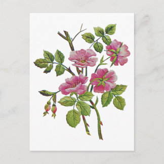 Rosa Gamla engelska Ro Vykort