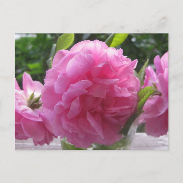 Rosa Gamla Fashioned Rosor Vykort (Framsida)