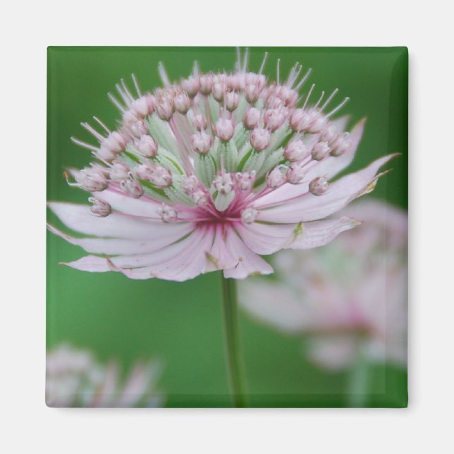 Rosa Garden Magnet (Framsidan)