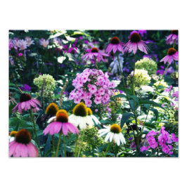 Rosa Garden Phlox liggande med Cone Flowers Fototryck