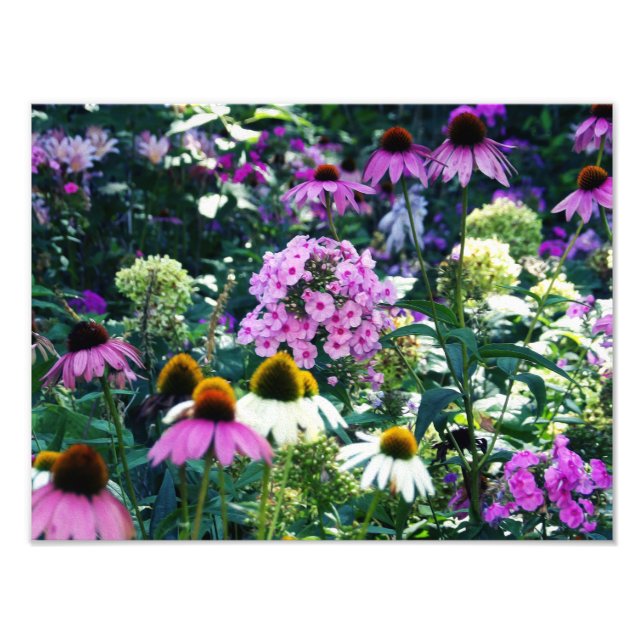 Rosa Garden Phlox liggande med Cone Flowers Fototryck (Framsidan)