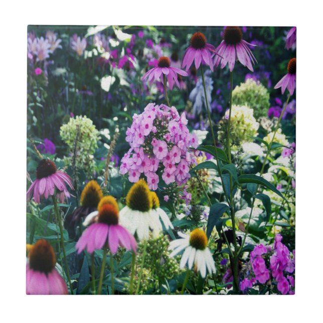 Rosa Garden Phlox liggande med Cone Flowers Kakelplatta (Framsidan)