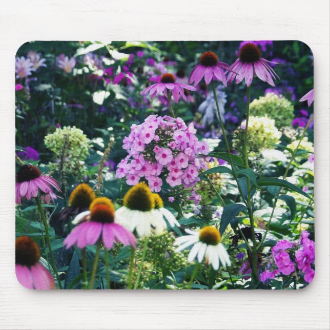 Rosa Garden Phlox liggande med Cone Flowers Musmatta (Framsidan)