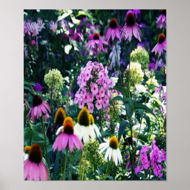 Rosa Garden Phlox liggande med Cone Flowers Poster (Framsidan)