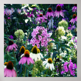 Rosa Garden Phlox liggande med Cone Flowers Poster