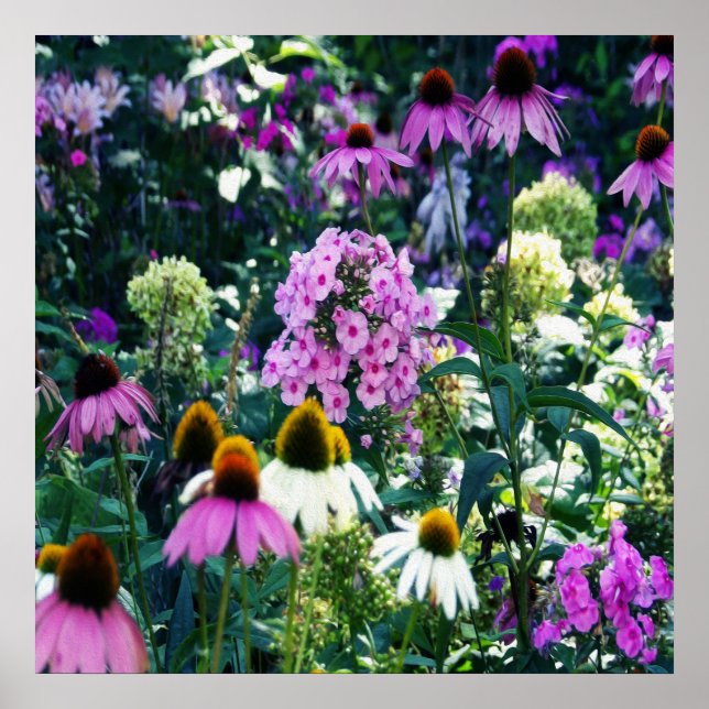 Rosa Garden Phlox liggande med Cone Flowers Poster (Framsidan)