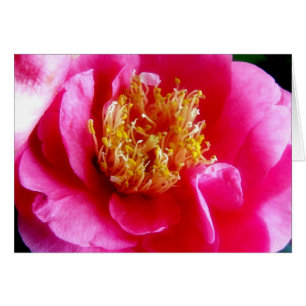 Rosa Gardenia Macro-kort Hälsningskort