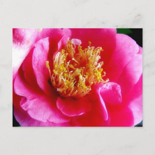 Rosa Gardenia Macro-vykort Vykort