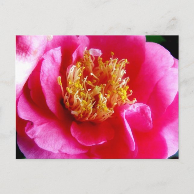 Rosa Gardenia Macro-vykort Vykort (Framsida)