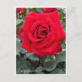 Rosa Gartenzauber '84 Vykort