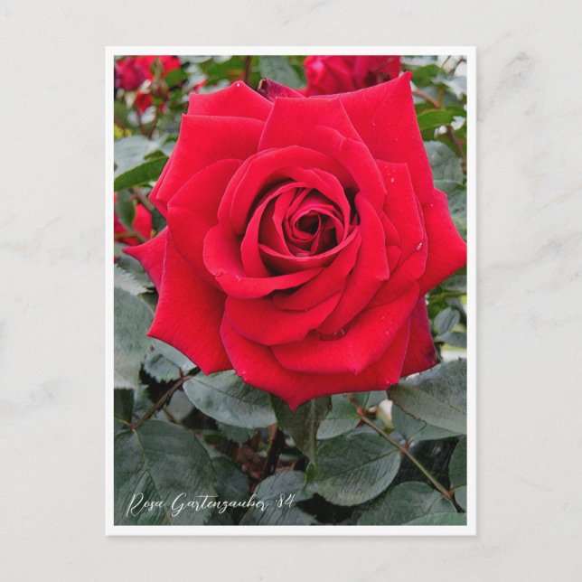 Rosa Gartenzauber '84 Vykort (Framsida)
