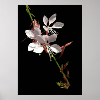 Rosa Gaura Flower Poster