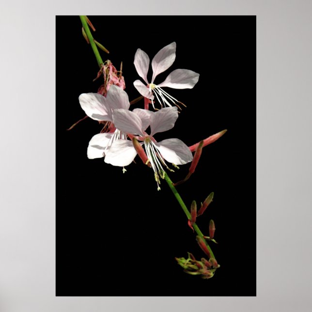 Rosa Gaura Flower Poster (Framsidan)