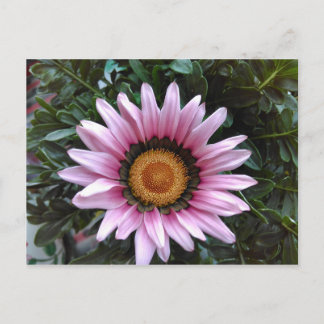 Rosa Gazania Vykort