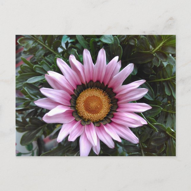 Rosa Gazania Vykort (Framsida)