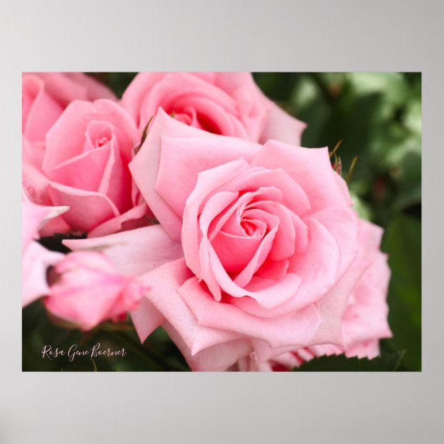 Rosa Gene Boerner [Värdeaffischpapper] Poster (Framsidan)