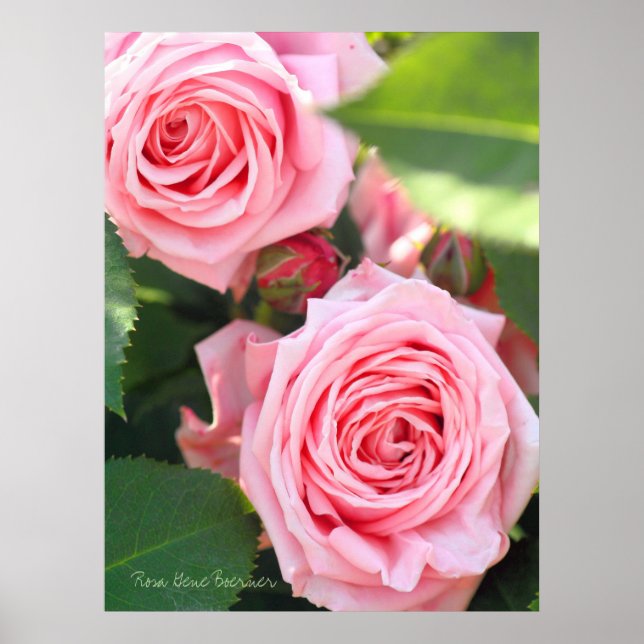 Rosa Gene Boerner [Värdeaffischpapper] Poster (Framsidan)