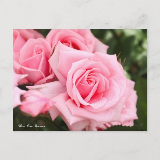 Rosa Gene Boerner [vykort] Vykort (Framsida)