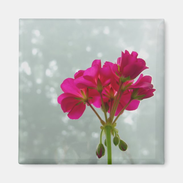 Rosa Geranium Bild Magnet (Framsidan)