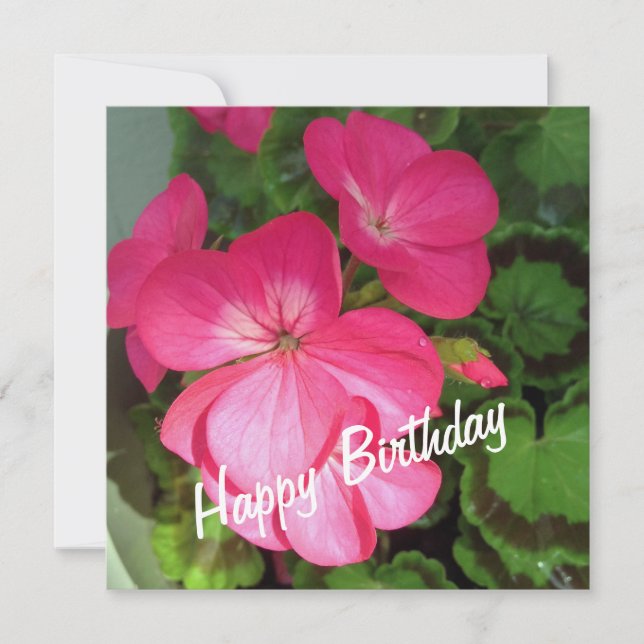 Rosa Geranium Birthday Card (Framsida)