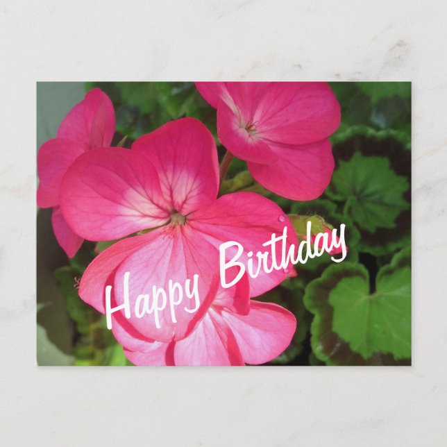Rosa Geranium Birthday Postcard Vykort (Framsida)