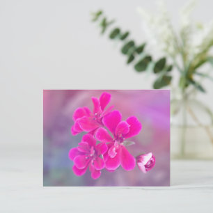 Rosa Geranium Flowers vykort