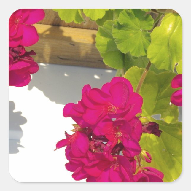 Rosa Geranium Fyrkantigt Klistermärke (Framsida)