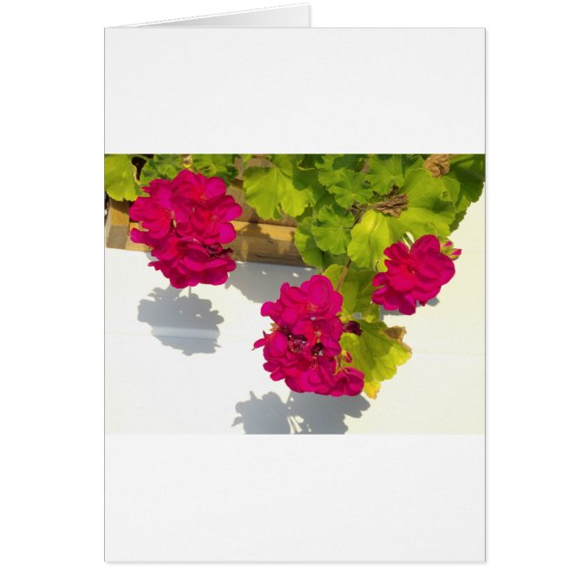 Rosa Geranium Hälsningskort (Framsidan)