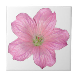 Rosa Geranium Kakelplatta