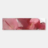 Rosa geranium: nästan fast Ljust rosa