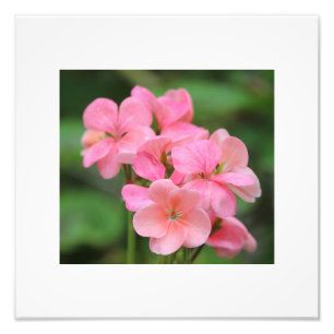 Rosa Geranium Petals Fototryck