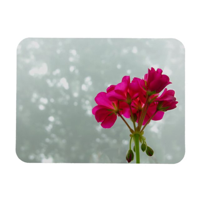 Rosa Geranium Photo Magnet (Horisontell)