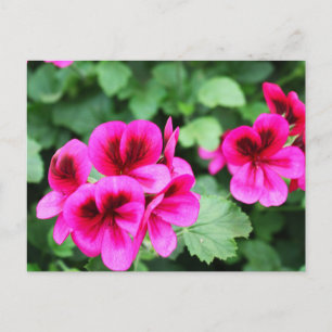 Rosa Geranium Vykort