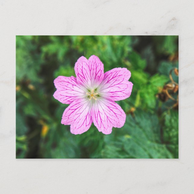 Rosa Geranium-vykort Vykort (Framsida)