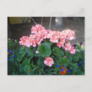 Rosa Geranium-vykort Vykort