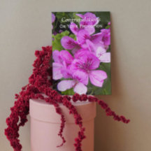 Rosa Geraniums Blommigt Promotion Grattiss