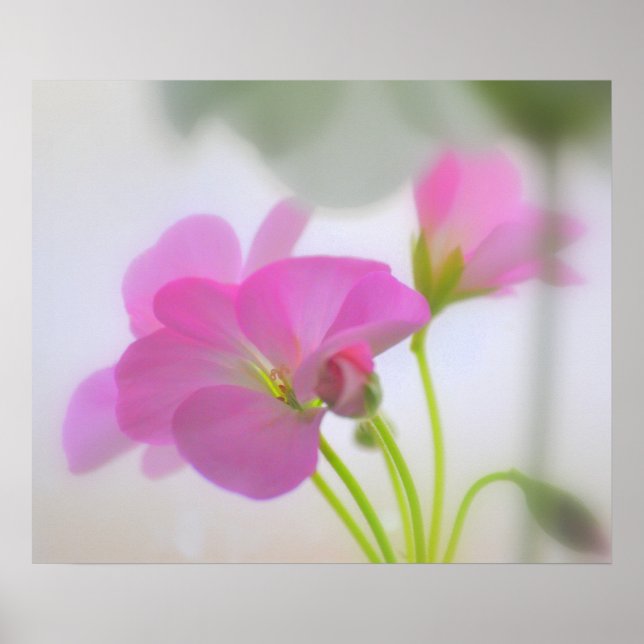 Rosa Geraniums Poster (Framsidan)