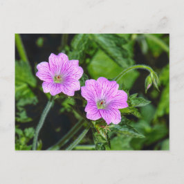 Rosa Geraniums Vykort