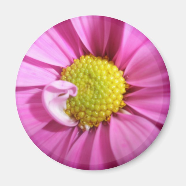 Rosa Gerber Daisy Magnet (Framsidan)