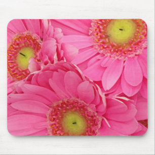 Rosa Gerber daisy Musmatta