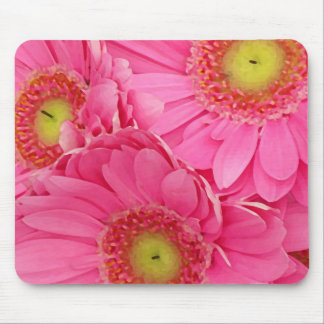 Rosa Gerber daisy Musmatta