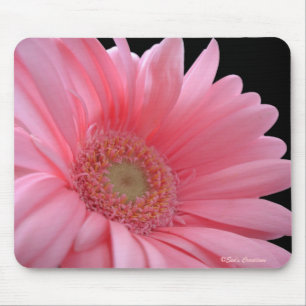 Rosa Gerber daisy Musmatta