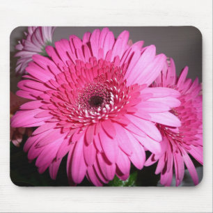 Rosa Gerber daisy Musmatta
