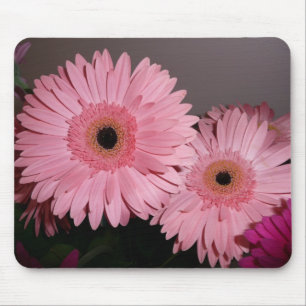 Rosa Gerber daisy Musmatta