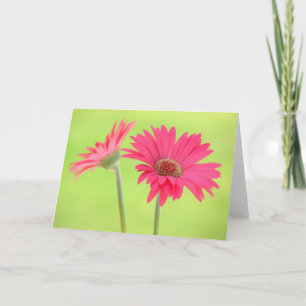 Rosa Gerber daisy på grönt hälsningkort Kort