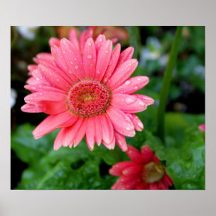 Rosa Gerber daisy Poster